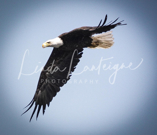 Vermont eagle 1