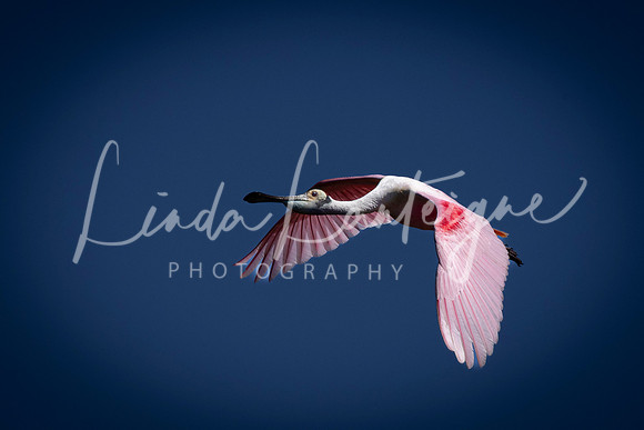 Spoonbill in flight over Florida waterway