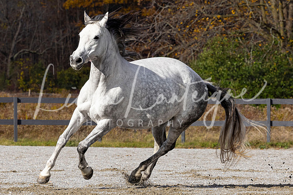 Luna prancing