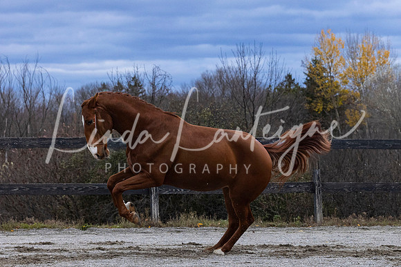 Pretty Chloe Mapleleaf