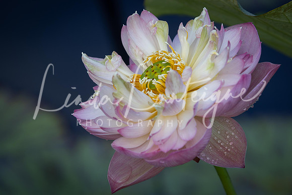 Birthday Peach lotus