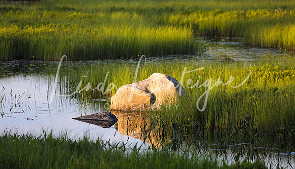 Evening glow on Baxter State Park marsh