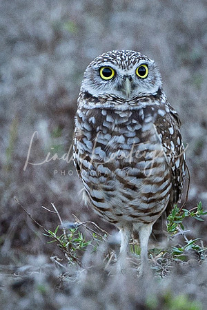 Burrowing owl of Cape Coral, FL