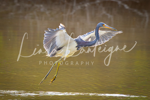 Great Blue Heron of Cape Coral, FL