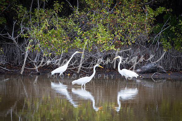 Great Egret congregation in Cape Coral, FL