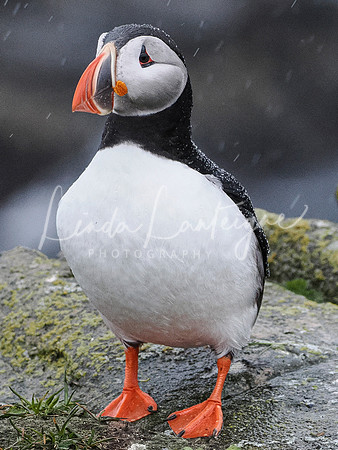 Puffin-Standing Tall Elliston, Newfoundland