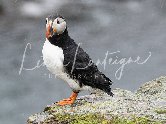 Puffin-Lookout Elliston, Newfoundland