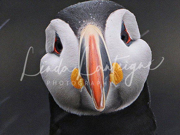 Puffin-In Your Face Elliston, Newfoundland