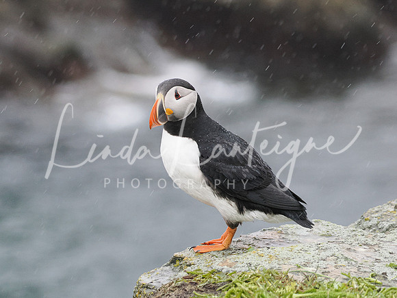 Puffin-Cliffside Elliston, Newfoundland