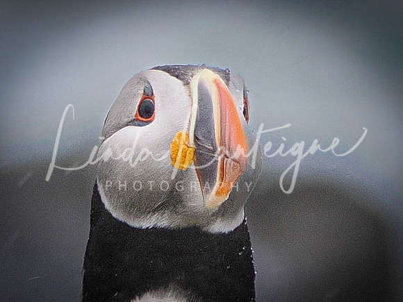 Puffin-What's Up? Elliston, Newfoundland