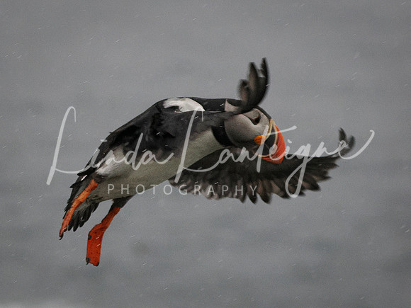 Puffin Liftoff Elliston, Newfoundland