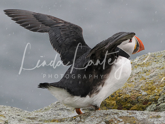 Puffin-Preparing for flight Elliston, Newfoundland