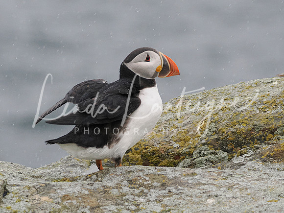 Puffin-Spreading wings Elliston, Newfoundland