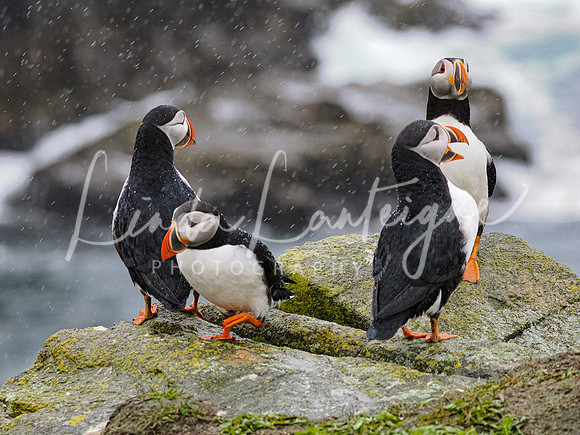 Puffin-Board meeting Elliston, Newfoundland