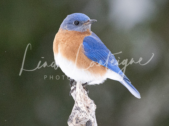 Eastern Bluebird in the Canadian Maritimes