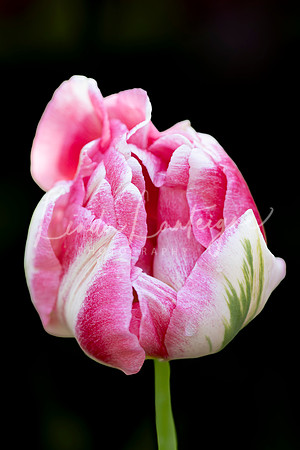 Beauty Unfolding