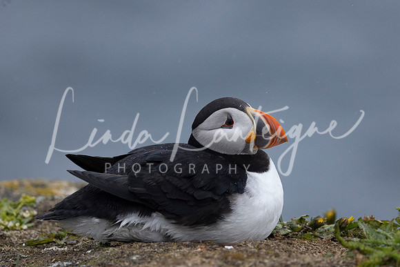 Nesting Elliston Newfoundland