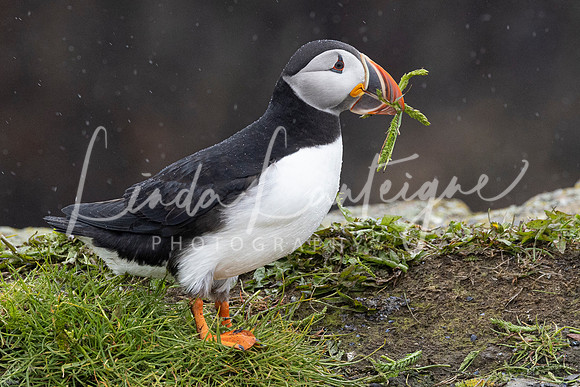 Puffin Gathering Elliston, Newfoundland