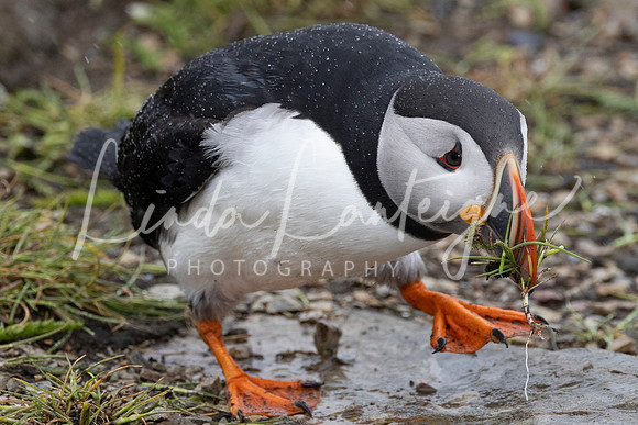 Puffin shuffle Elliston, Newfoundland