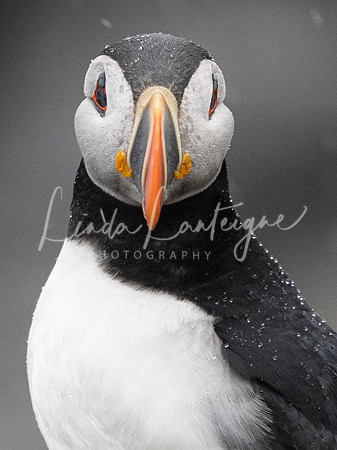 Puffin Eyes on You, Elliston, Newfoundland