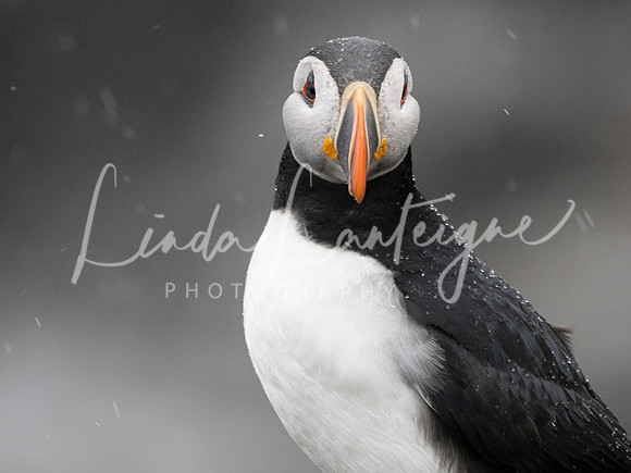 Puffin lookout, Elliston, Newfoundland