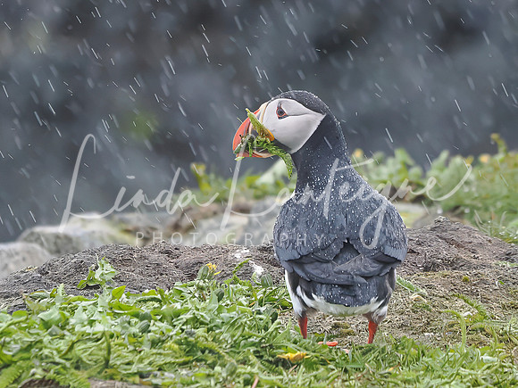 Puffin rainy day, Elliston, Newfoundland