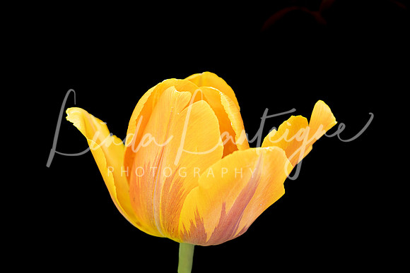 Glowing tulip. Halifax Public Gardens