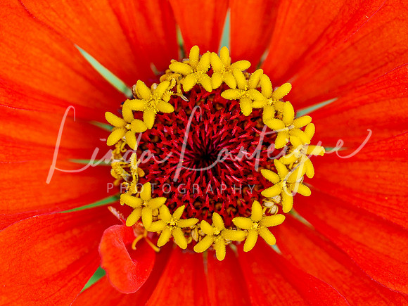 Red sunflower