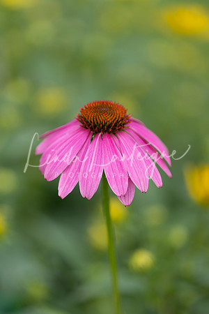 Proud coneflower