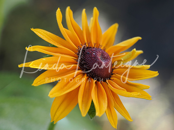 Little sunshine
