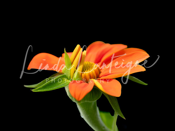 Red sunflower