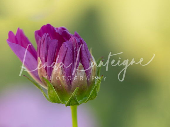 Dahlia dewdrops