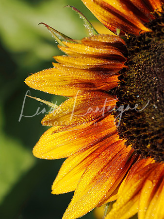 Fireburst sunflower