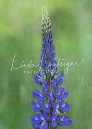 Lupine watercolor