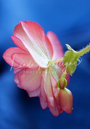 begonia