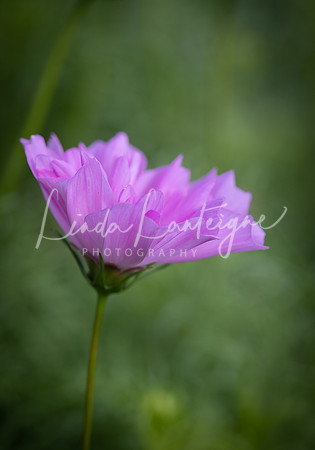 cosmos beauty