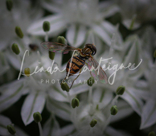 bee on onion blossom