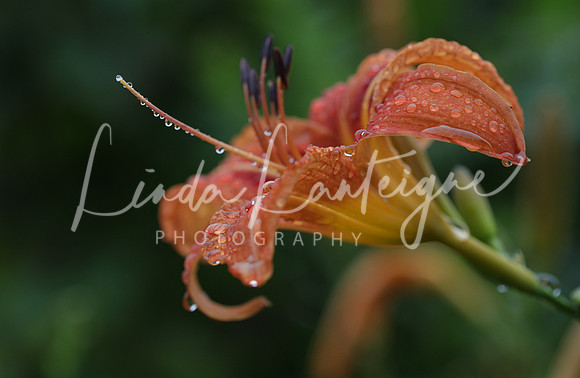 morning dew on orange daylily