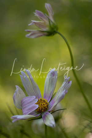 apricot lemonade cosmos in sync