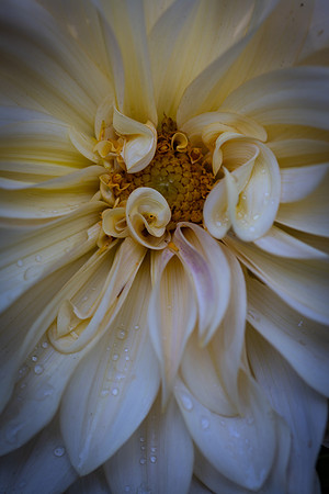 luscious cream dahlia