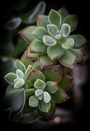 red velvet echeveria