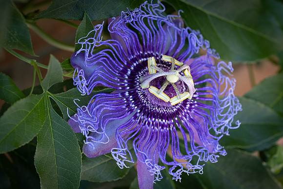 inspiration passion flower