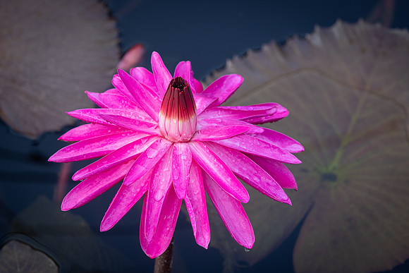Red flare waterlily