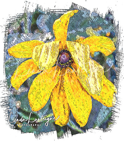 black eyed susan painterly