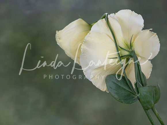 Lean on me-white lisianthus