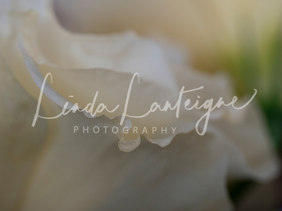The frill of it all-white lisianthus