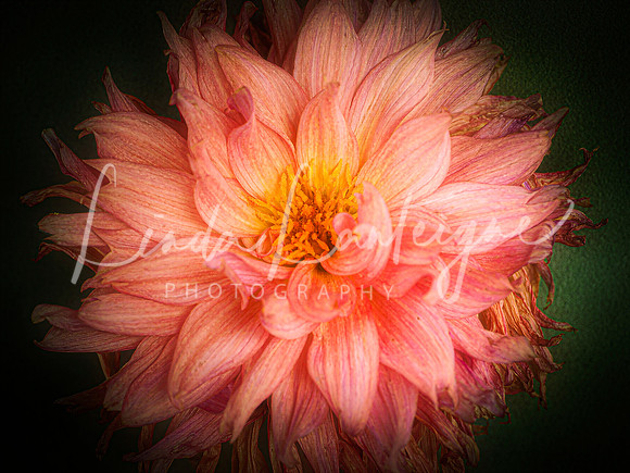 Dazzling dahlia