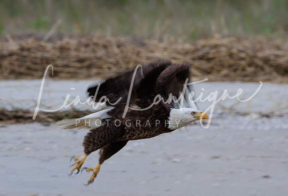 Bald eagle take-off on Mitchelville Beach, Hilton Head, S.C.
