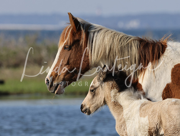 Head to head mare and foal Assateague Island, Atlantic Ocean