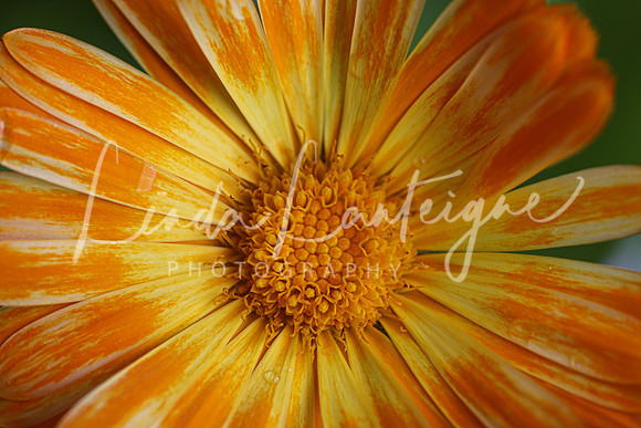 orange calendula